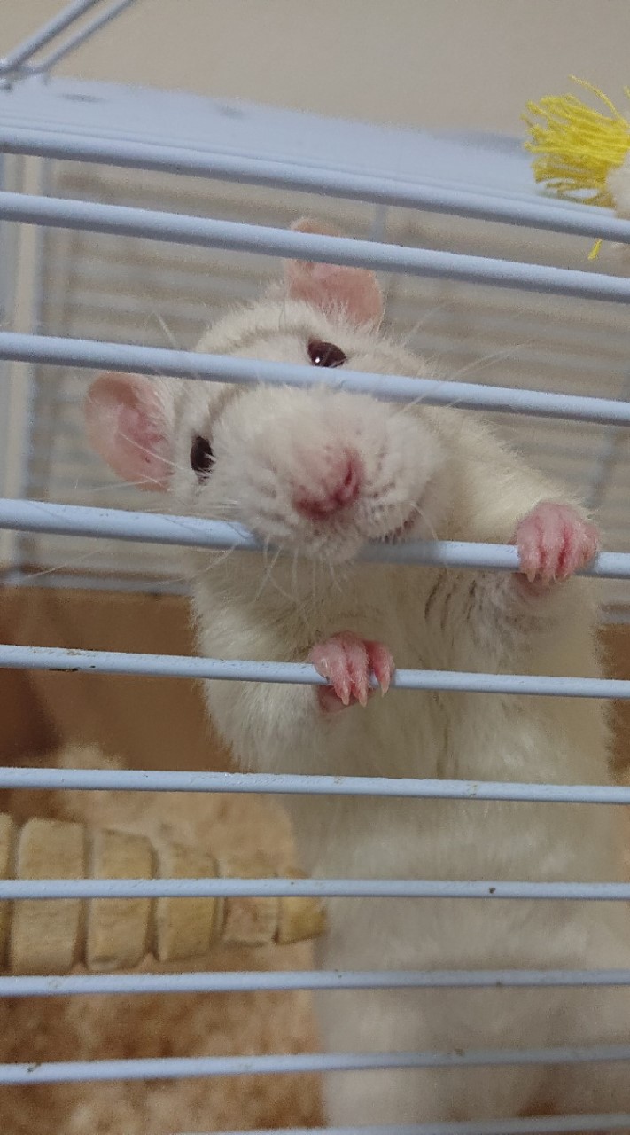 ファンシーラット飼いさん