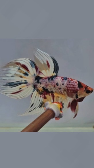 GP Betta farm