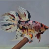 GP Betta farm