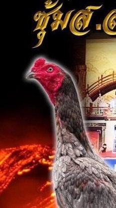 ส.สุทิตย์ฟาร์ม ไก่ชน