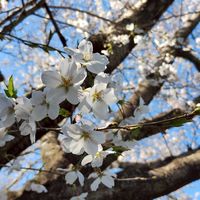 バンビーノピクニック🧺🌷