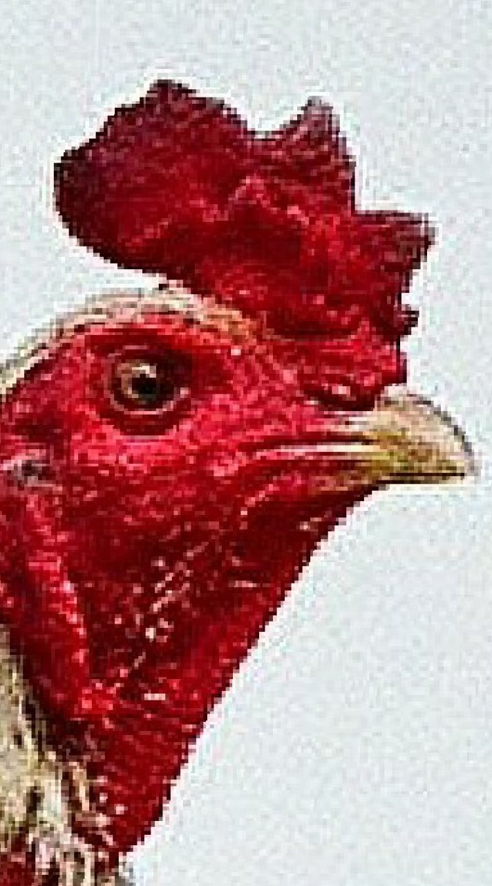 รักไก่ชนคนโคราช