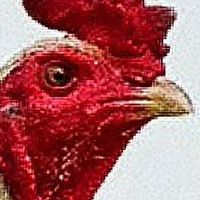 รักไก่ชนคนโคราช