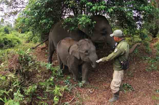 Unduh 8700 Koleksi Gambar Gajah Yang Sudah Diwarnai Paling Baru HD