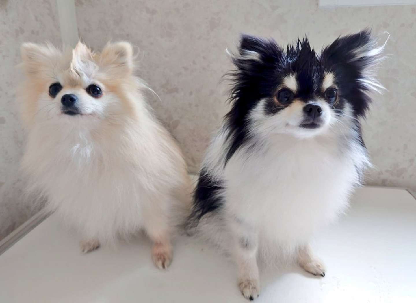 ももさん様♡⃛ポメラニアン 猫 ウェルカムボード ももさん様♡⃛