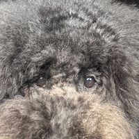 生牡蠣🦪撲滅委員会 〜🐸が怖いんだなら仕方がない〜【嘔吐恐怖症さんの共有場所】