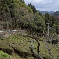 山森林DAO