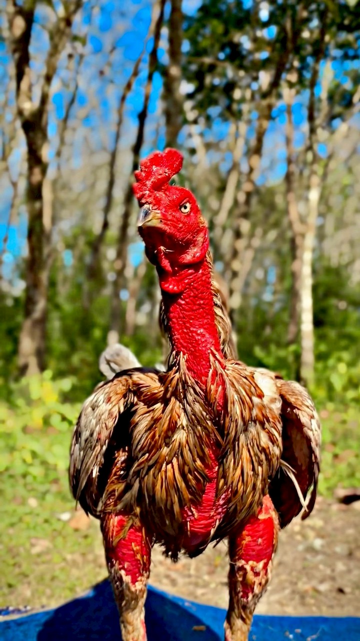 ซุ้ม ป่ายาง (payang raman)