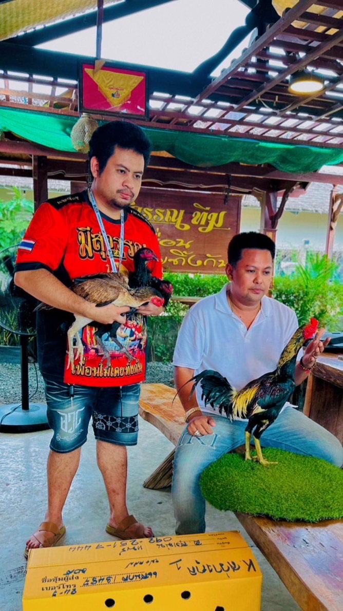 🏆กลุ่ม 3 คลิปไก่ ส.มีสุวรรณ (VIP ลูกแชมป์ตัวดัง)🏆