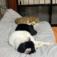 としもりオープンチャット