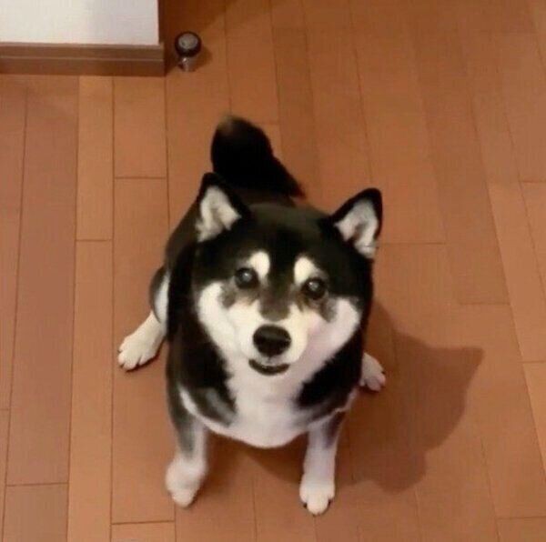 食べたい気持ちが溢れ出て 犬が見せる 愛くるしい行動