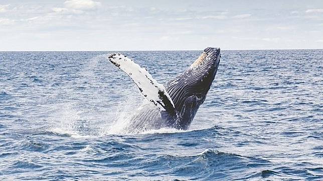 Ilustrasi paus abu-abu. (pixabay/Free-Photos)