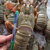 🦐กุ้งมังกร ปลีก-ส่ง น้องไข่มุก