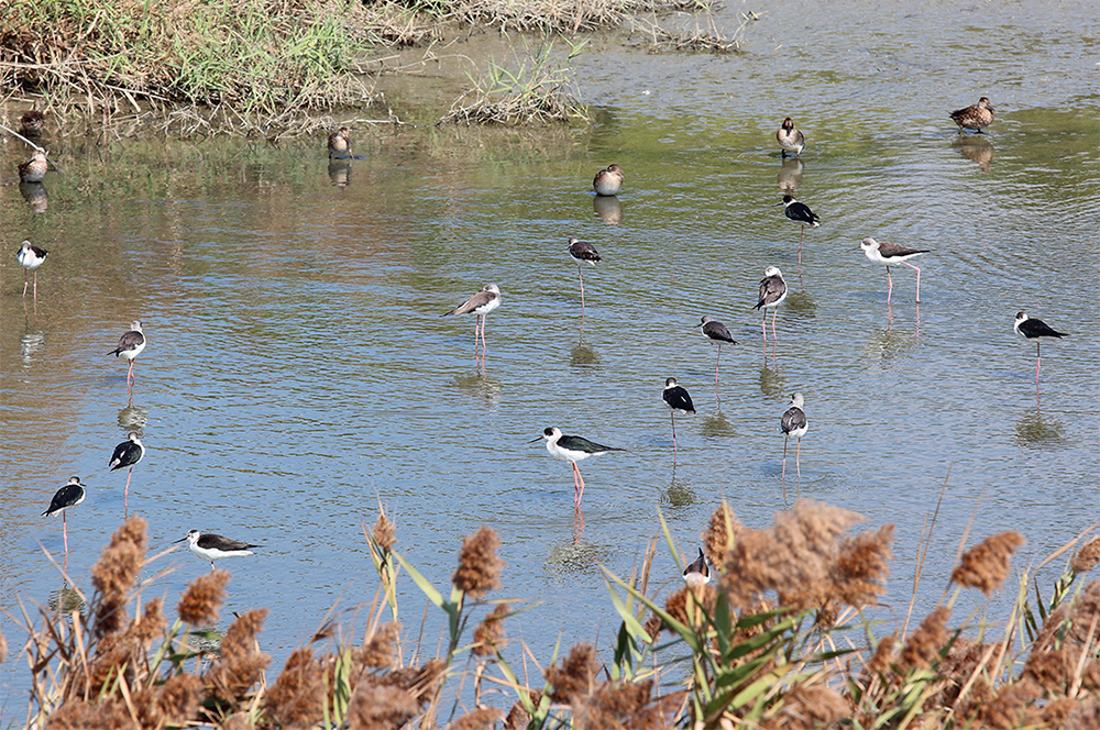 二仁溪堤防沿途設可看到多種來避冬的候鳥。(攝影/Carter)