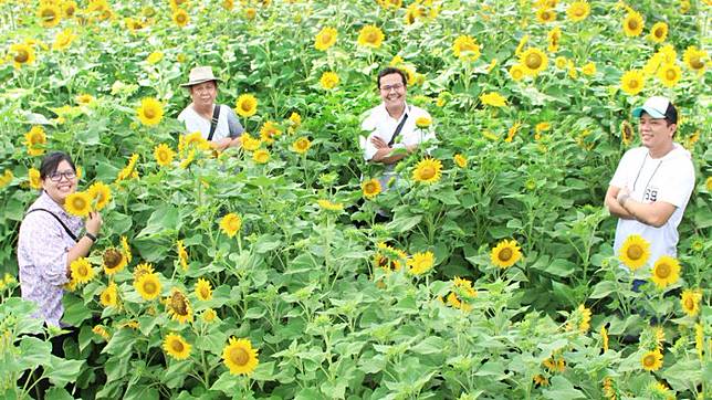 Kuning Kuning Ceria 5 Lokasi Kebun Bunga Matahari Di