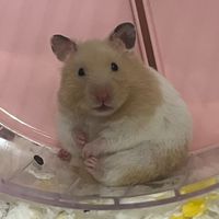 胖胖不只胖