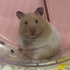 胖胖不只胖