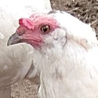 ウズラ、ニワトリを飼っている人、飼いたい人(アヒルもOKです❗️）