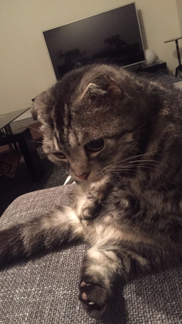 OpenChat 🐱にゃんこ村 猫祭り🐈