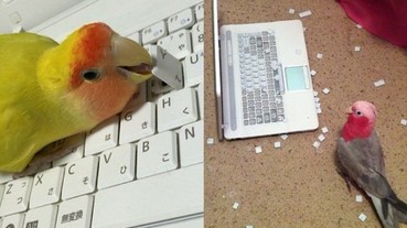 鸚鵡可愛的外表之下 牠們都是「鍵盤破壞王」