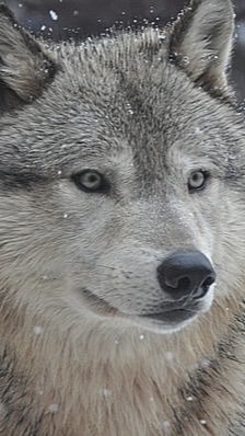 人狼げーむ