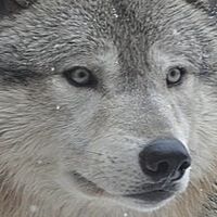 人狼げーむ