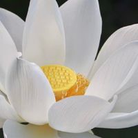 福壽三信(週三六)道家團拍群