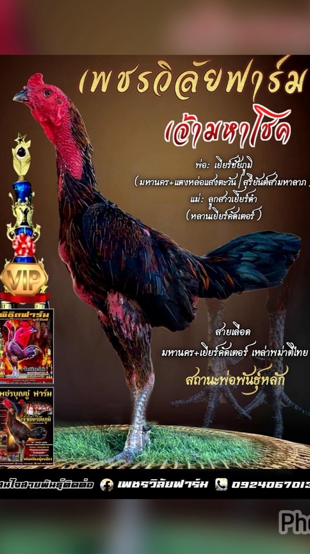 น้องพะพาย🐓