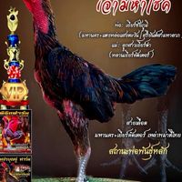 น้องพะพาย🐓