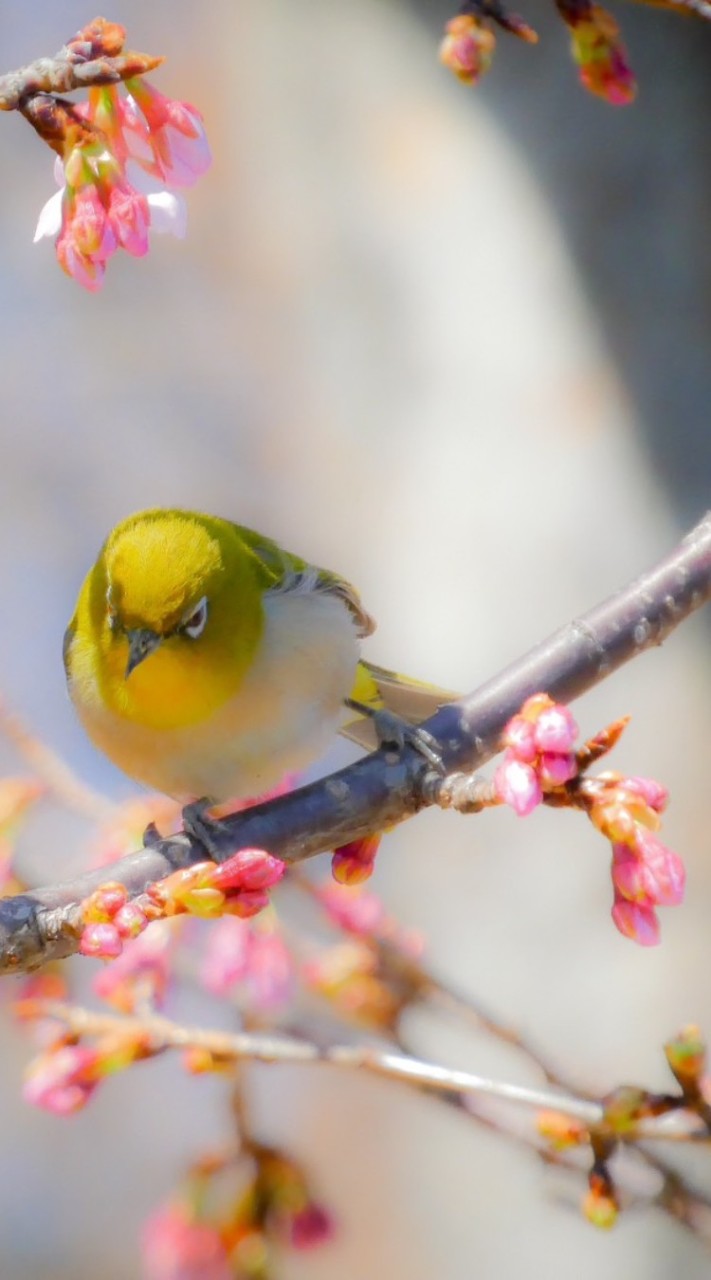 学生さん来てね！！野鳥情報交換会　学生用！