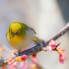 学生さん来てね！！野鳥情報交換会　学生用！