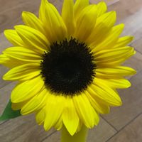 やってみよう！