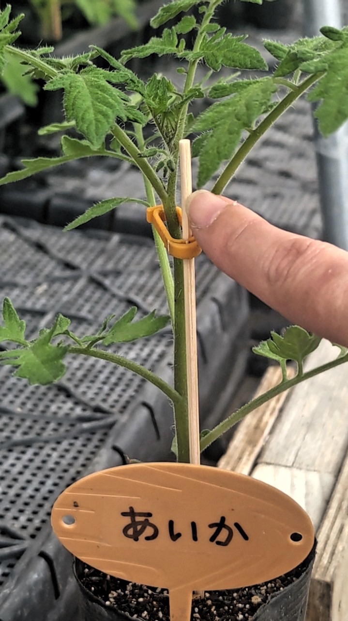 あいか🍅新鮮農家