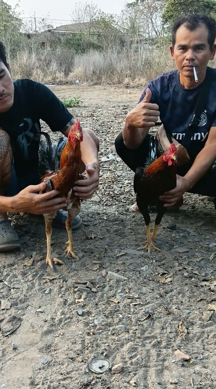 ส.เดินดงไก่ชนอยุธยา
