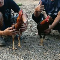 ส.เดินดงไก่ชนอยุธยา