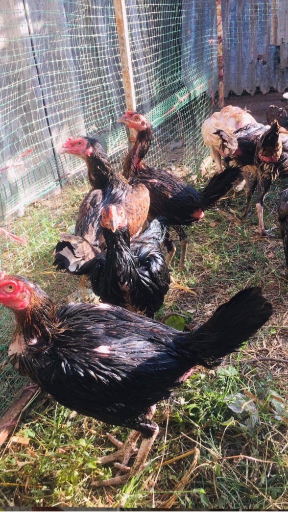 ไก่ชน ส.ชวนชิม ฟาร์ม แหล่งพัฒนา ไก่สายพันธุ์ พม่า