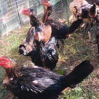 ไก่ชน ส.ชวนชิม ฟาร์ม แหล่งพัฒนา ไก่สายพันธุ์ พม่า