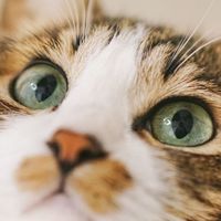 ねこさんず香川大学ねこサークル　2025