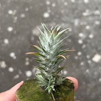 蕨處鳳生-空氣鳳梨喇賽交流群