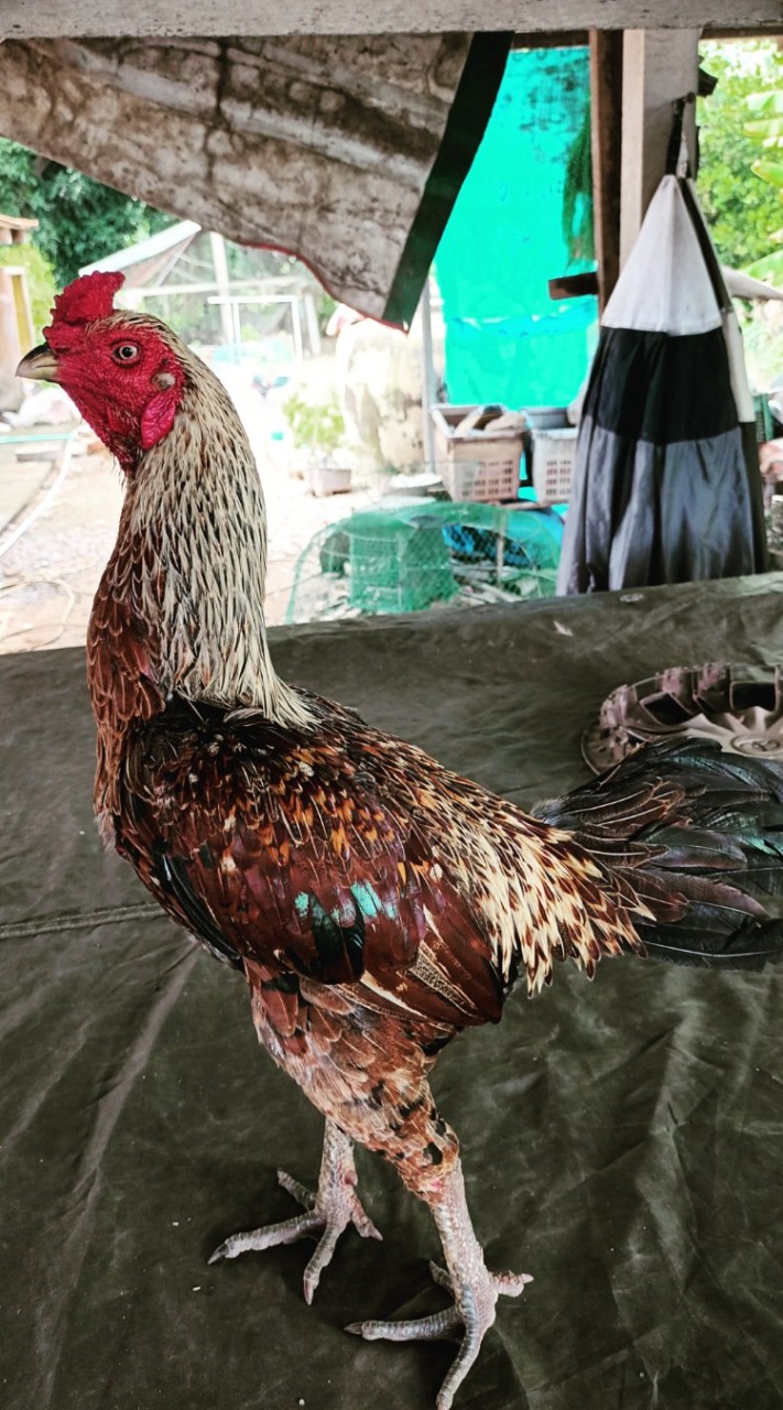 ว.วันดี ฟาร์มพัฒนาไก่ชน
