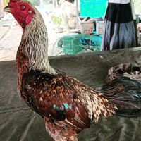 ว.วันดี ฟาร์มพัฒนาไก่ชน