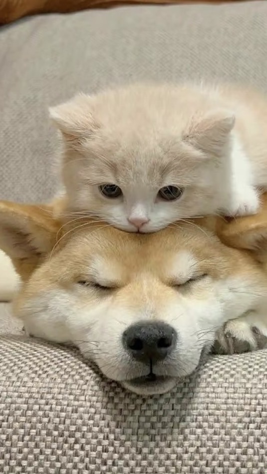 🐾 汪喵寵物補給倉🐱🐶