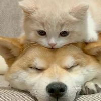 🐾 汪喵寵物補給倉🐱🐶