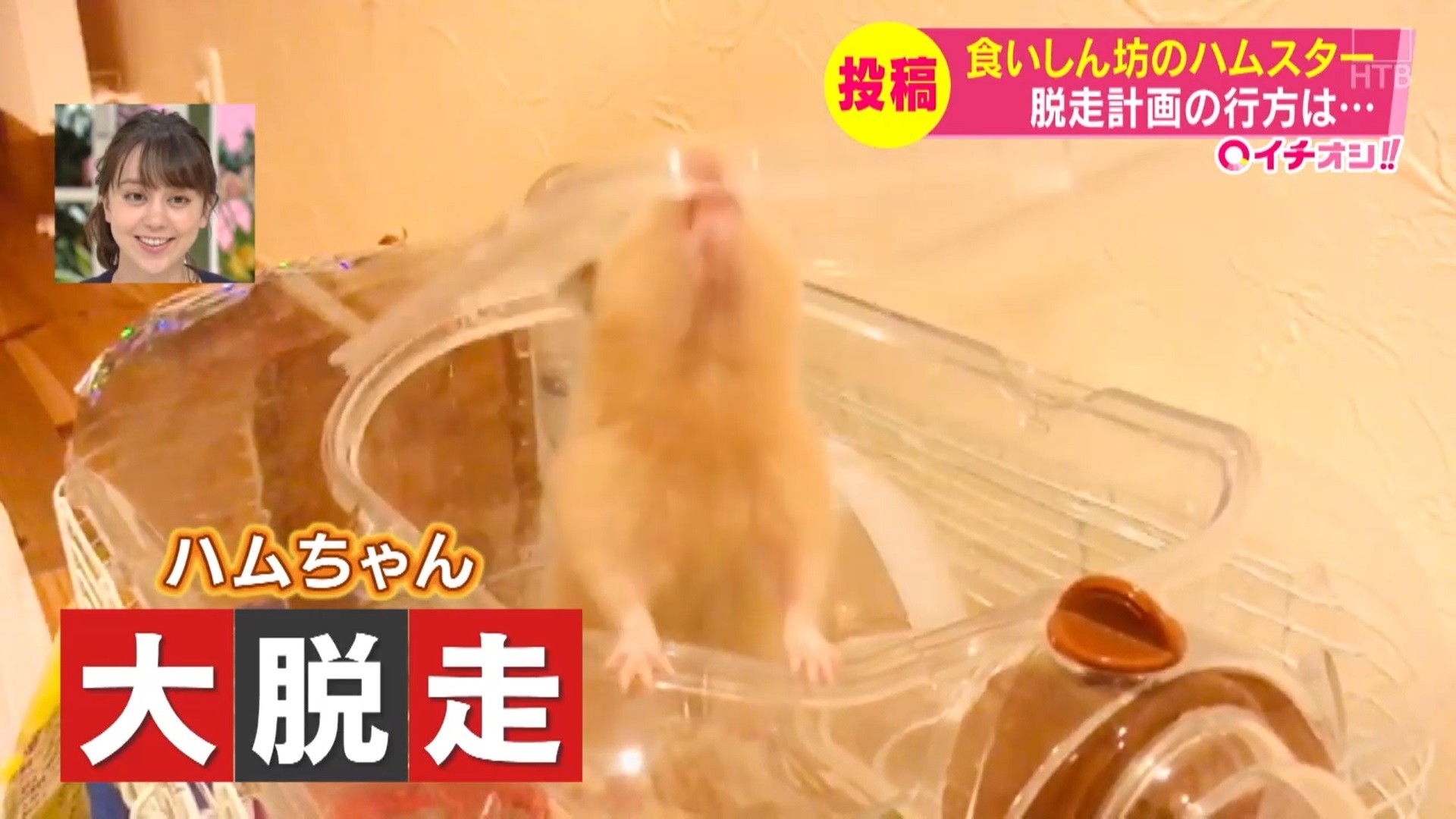 可愛い キュンとなる ハムスター
