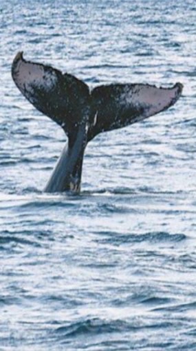 6/6擁抱海洋之心🐳