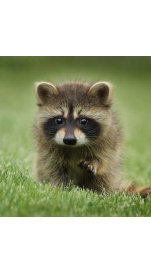 動物相談室(犬猫ウサギ鳥ハムスターデグーリスチンチラ爬虫類亀恐竜金魚)