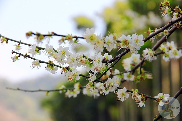 台中新社梅花秘境