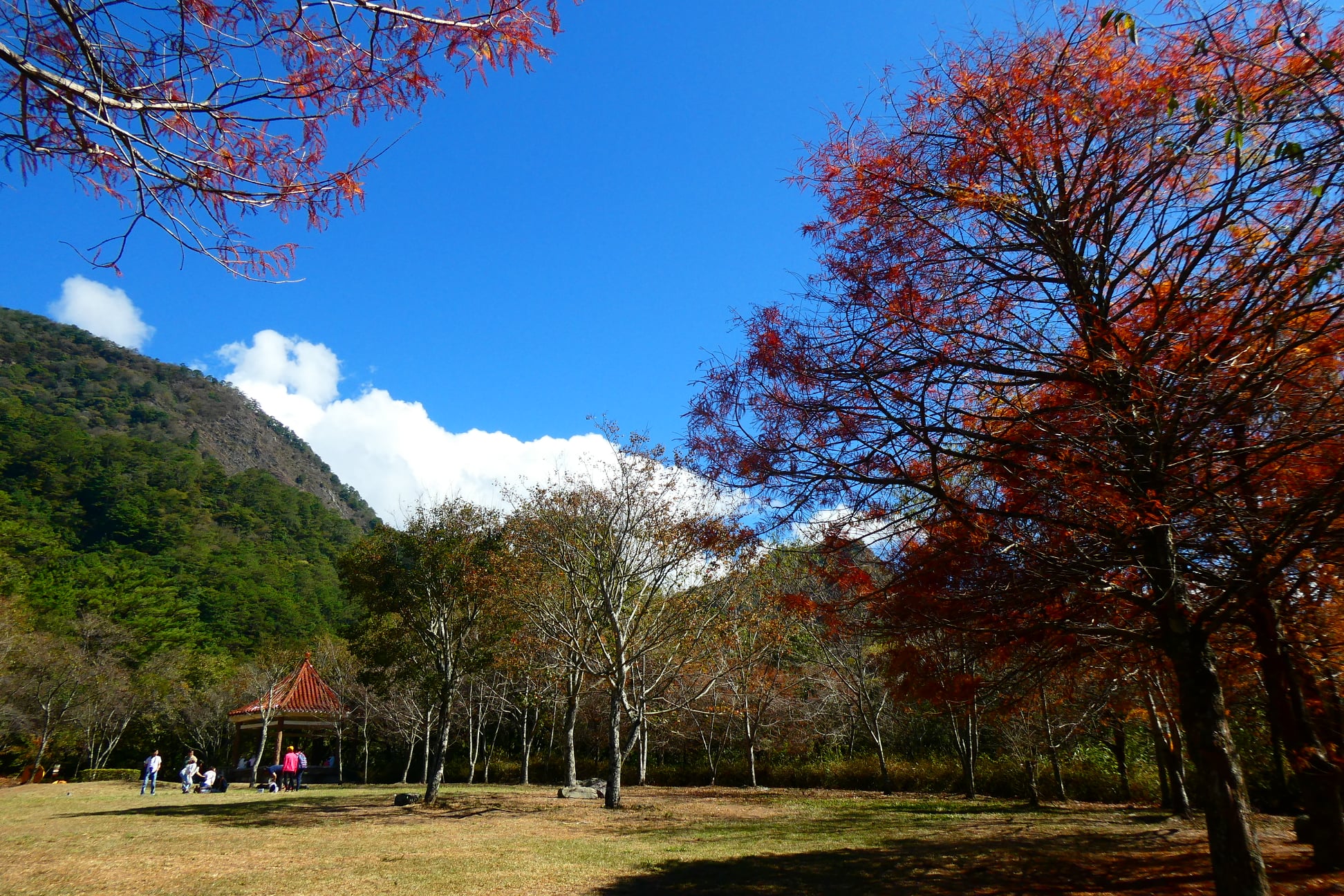 「奧萬大森林遊樂區」超完整賞楓攻略｜奧萬大賞楓景點整理