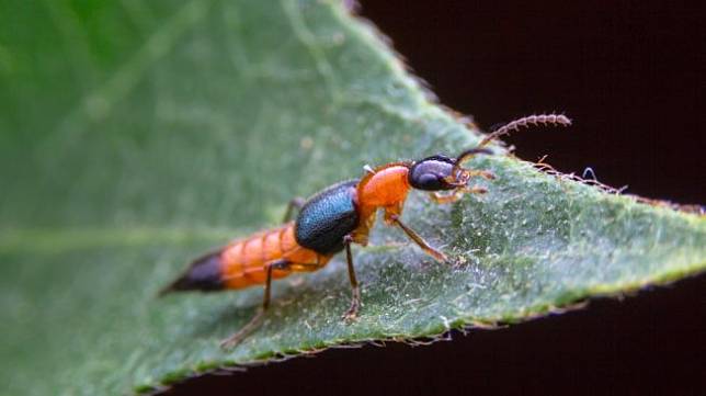 Viral Semut Charlie, Ini 4 Fakta yang Wajib Anda Ketahui