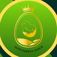 Report SIAM PARENT STOCK